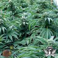 Emerald Triangle Seeds Bubba 76